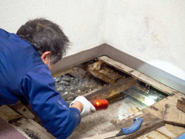 Best Commercial Mold Removal  in Hitchcock, TX