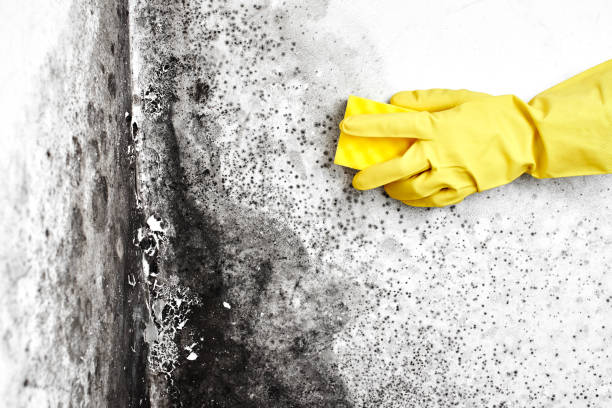 Best Same-Day Mold Removal  in Hitchcock, TX