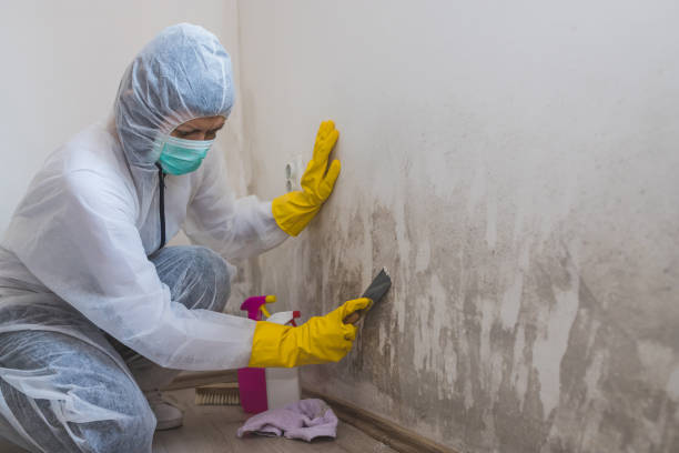 Best Toxic Mold Removal  in Hitchcock, TX