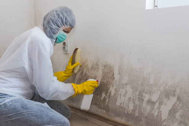 Best Attic Mold Removal  in Hitchcock, TX