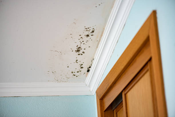 Crawl Space Mold Removal in Hitchcock, TX