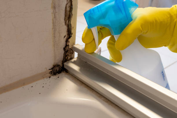 Best Mold Removal Company Near Me  in Hitchcock, TX