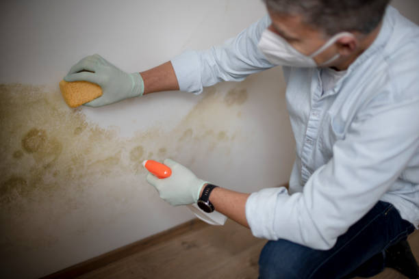 Best Crawl Space Mold Removal  in Hitchcock, TX
