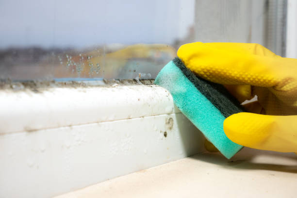 Hitchcock, TX Mold Removal Company