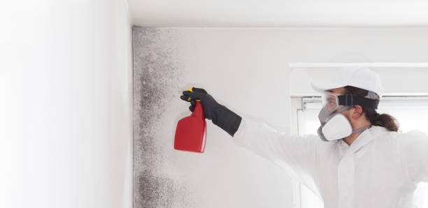 Best Black Mold Removal  in Hitchcock, TX