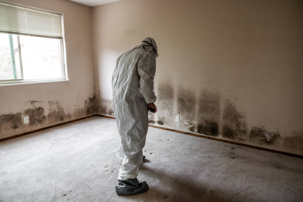 Best Mold Testing  in Hitchcock, TX