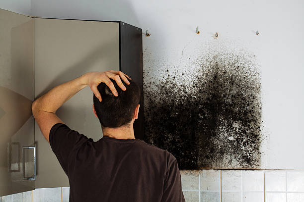 Best Mold Removal Company Near Me  in Hitchcock, TX