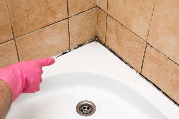 Best Certified Mold Removal  in Hitchcock, TX