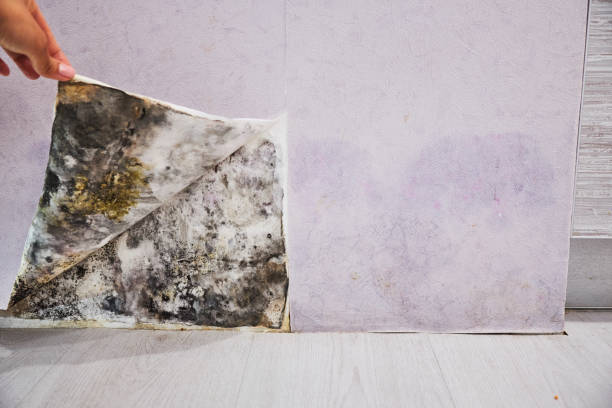 Best Mold Damage Repair  in Hitchcock, TX